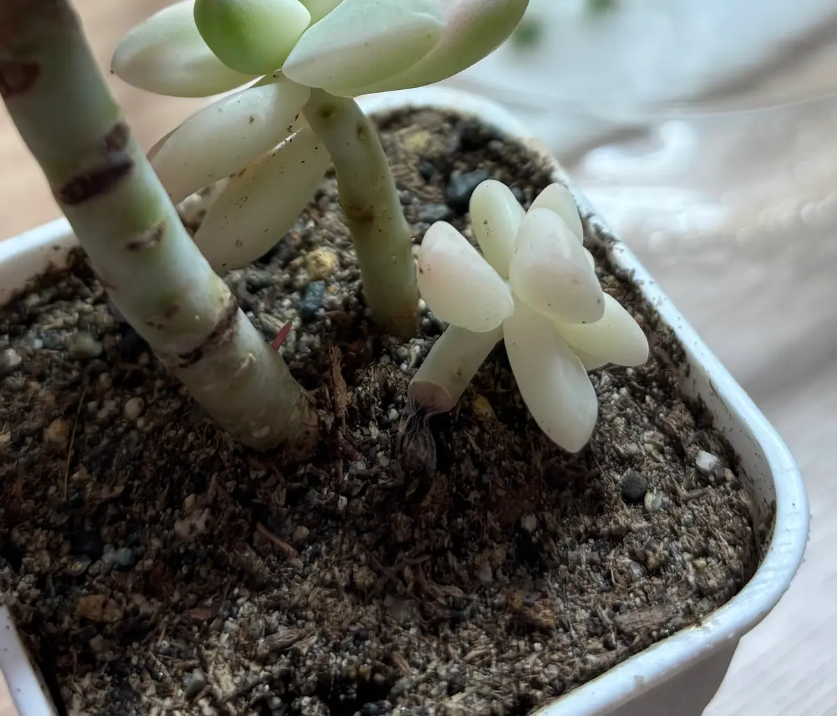 2週間ほど前に購入した多肉植物についてご相談です。我が家の｜園芸