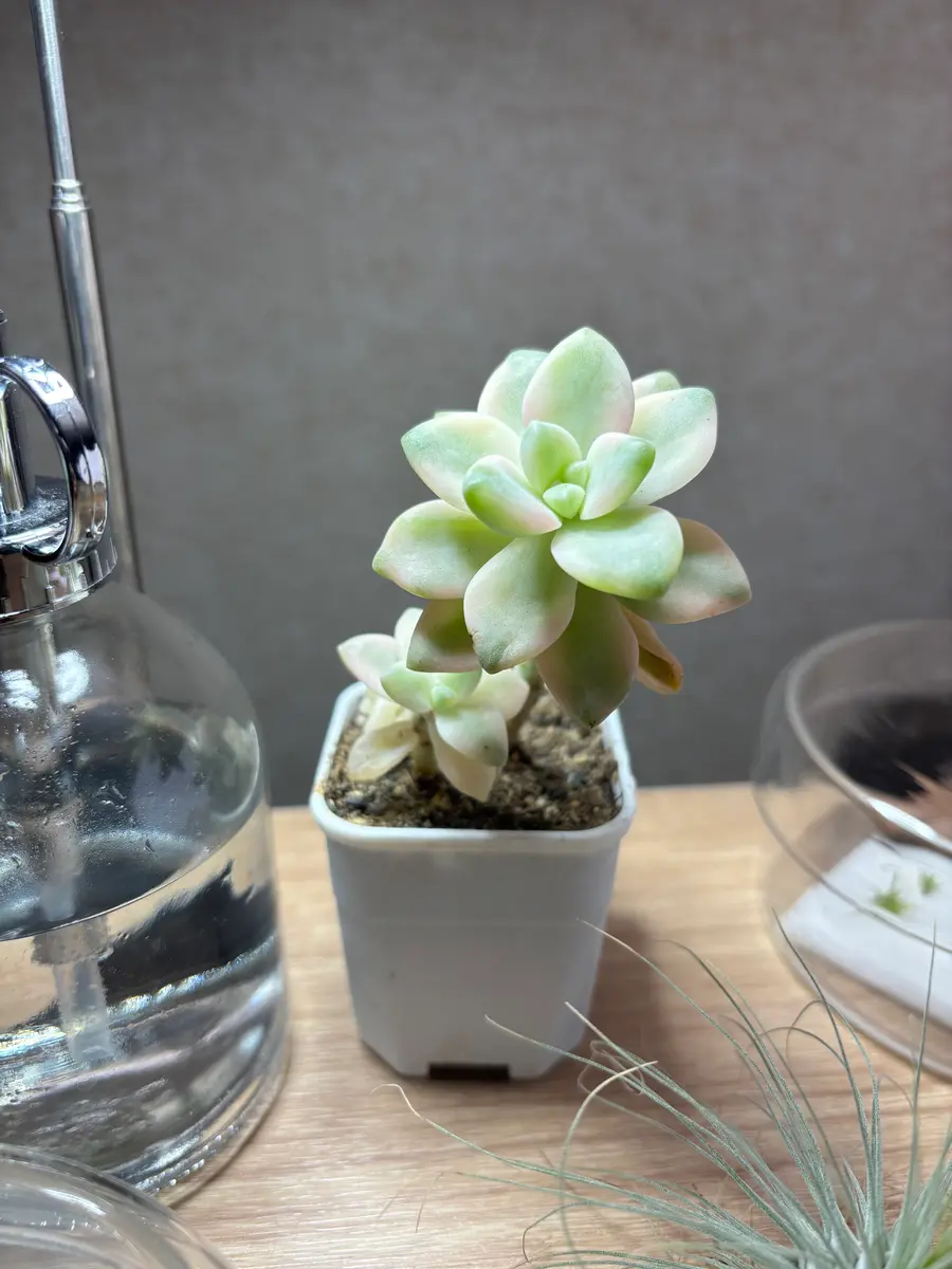 2週間ほど前に購入した多肉植物についてご相談です。我が家の｜園芸