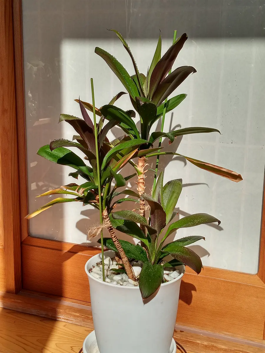 ドラセナ？コルジリネ？育てている観葉植物の品種というか属が