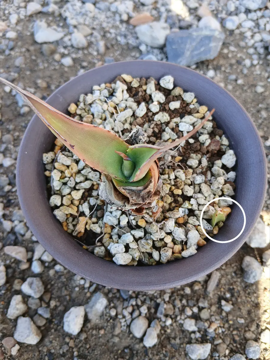アガベを鉢植えで育ています。子株のようなのが出てきました