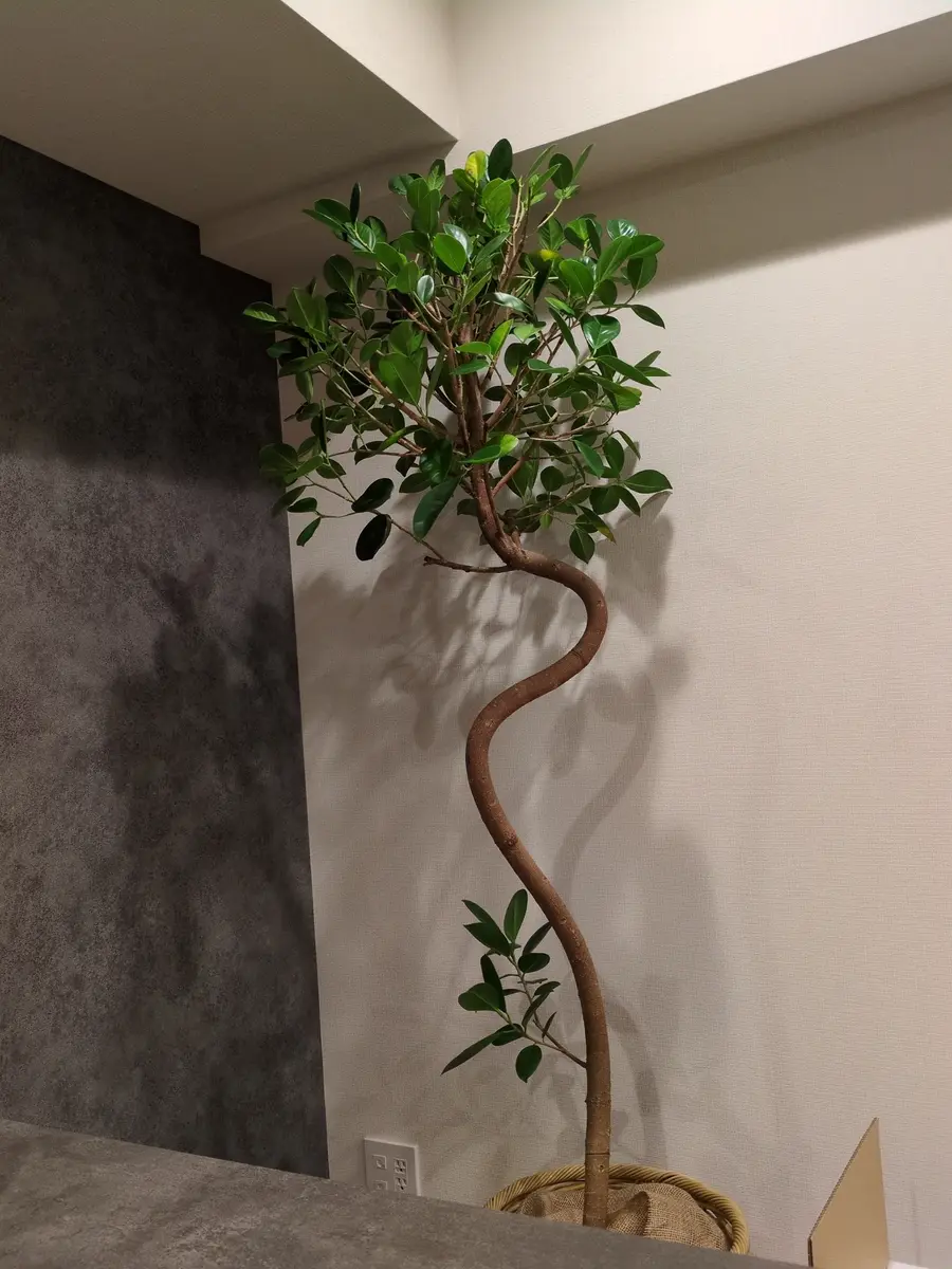 特大　フィカス　ジャンボリーフ　螺旋仕立て　バルーン陶器鉢　植え込み発送 180センチくらいのフィカスジャンボリーフを購入しました。東向