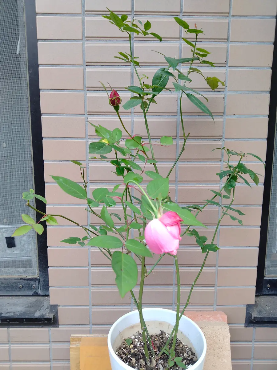 苗 バラ 挿し木苗 3苗 名前不明