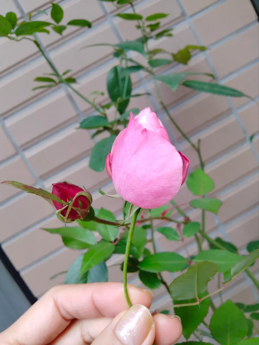東京で挿木で育てたバラ2年苗です品種不明ですが、ピンク色の｜園芸