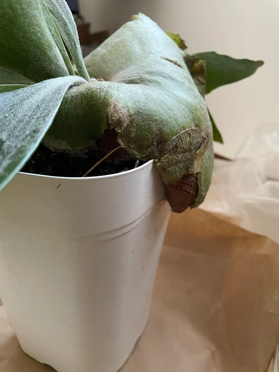 ビカクシダを購入しました。受け入れ直後の対応や作業について