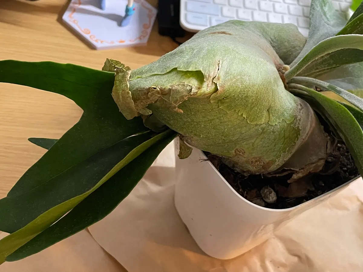 ビカクシダを購入しました。受け入れ直後の対応や作業について