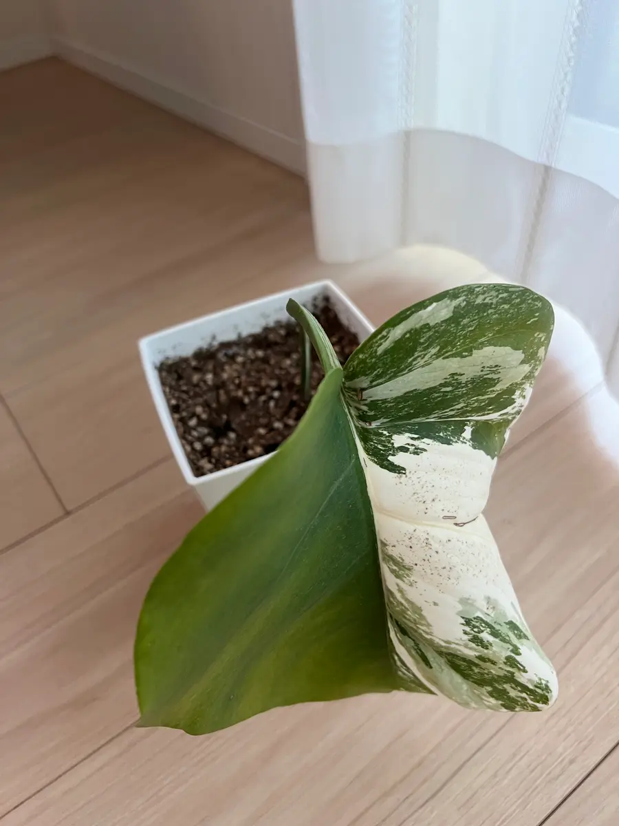 はじめまして、水耕栽培で育ててて、去年9月土植えしました芽｜園芸