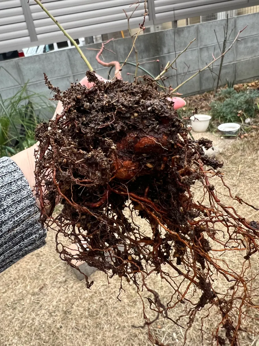 サザンハイブッシュ系のブルーベリーの鉢の植え替えをしました