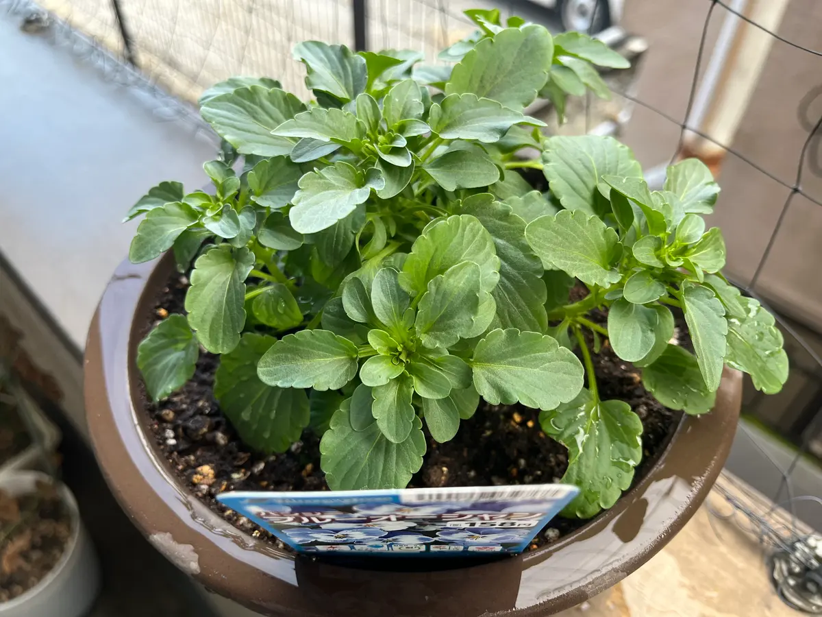 昨年の11月にパンジーを購入しました。その時咲いていた花が終 