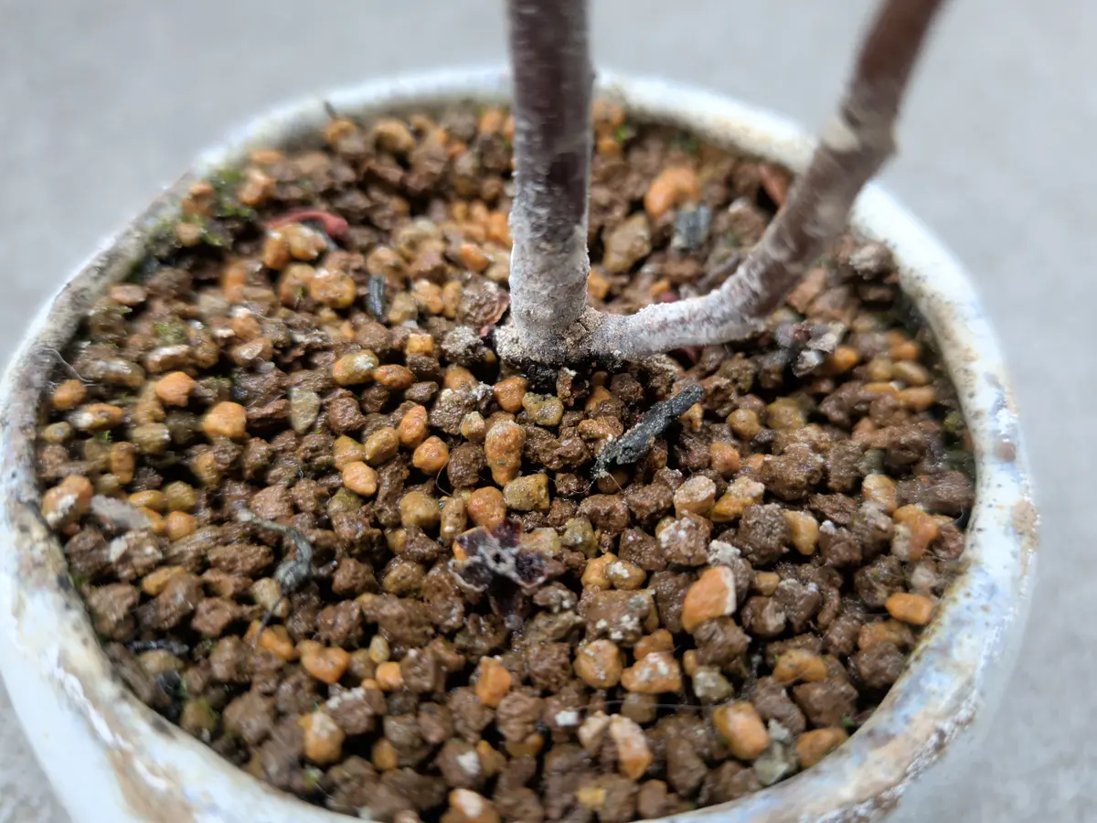 盆栽や観葉植物を育てているのですが、種類に関わらず育ててい