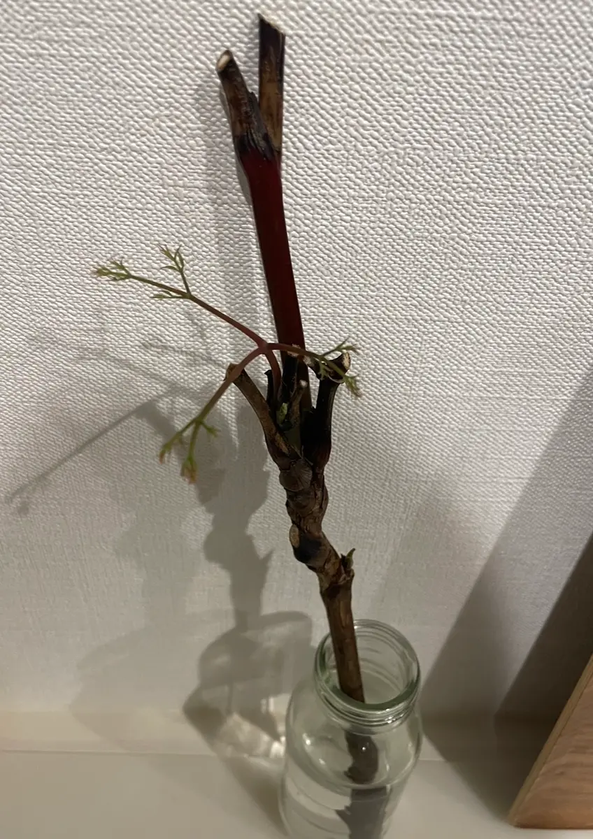 ヴィンテージ　水差し　木枝持ち手 花屋で一月に買った南天をダメ元で水さししていたら、先日つ｜園芸