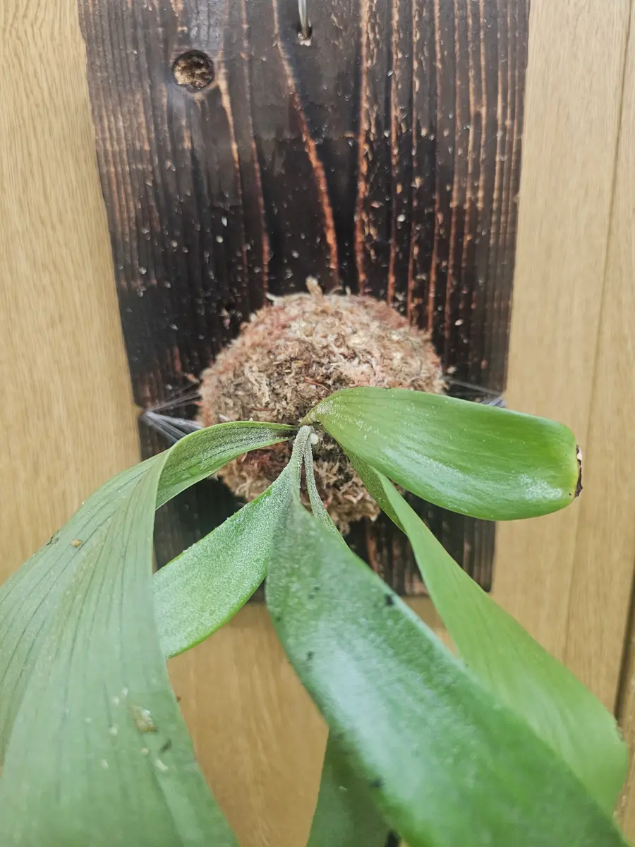 ビカクシダ(コウモリラン)を購入しました。貯水葉がなく、板付