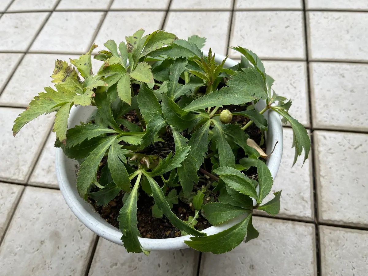 3年目のクリスマスローズの鉢植えについて質問です。昨年、一｜園芸