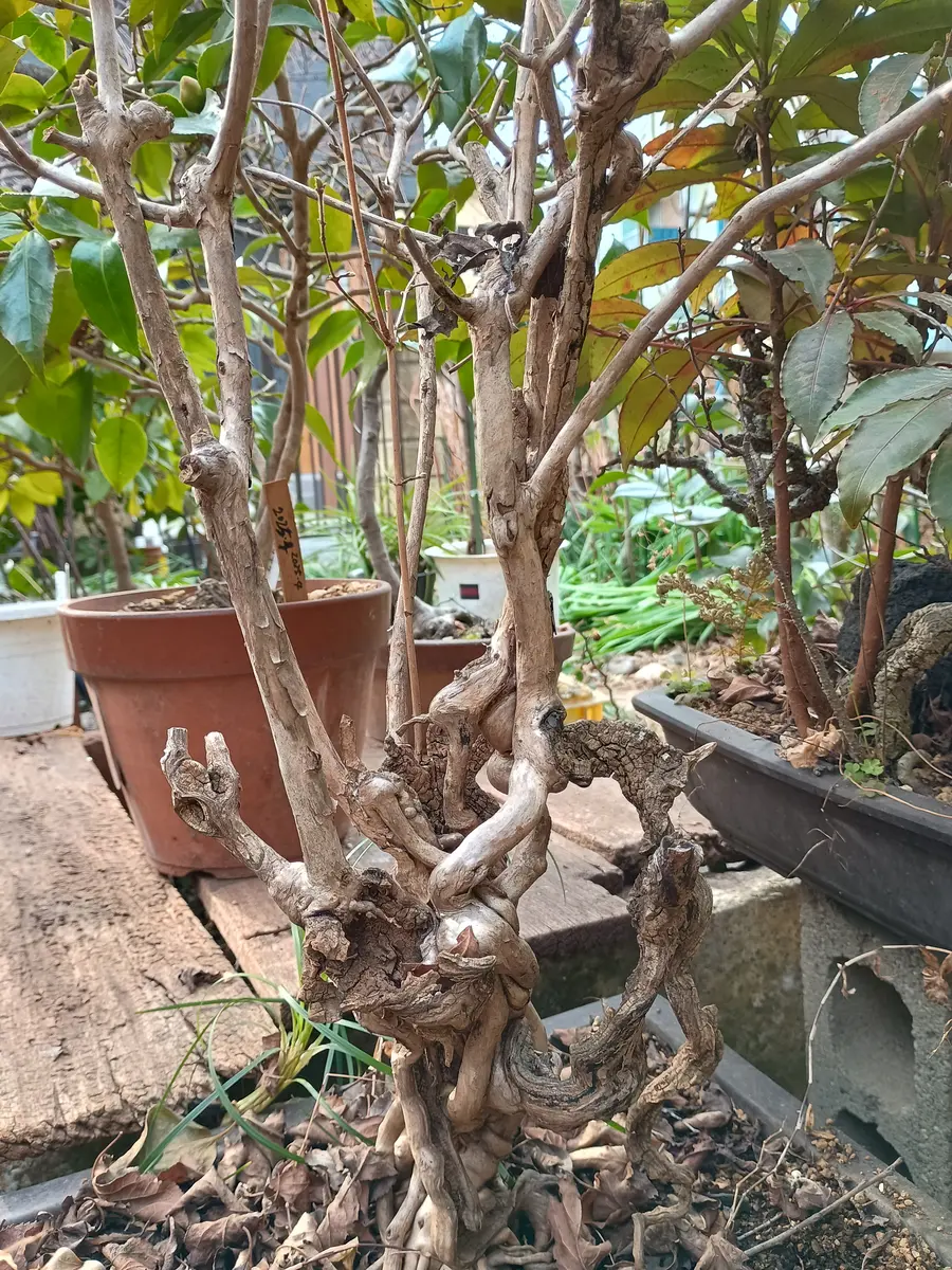 父親が育てていた鉢植え盆栽です。早春に小さな星形のピンク色