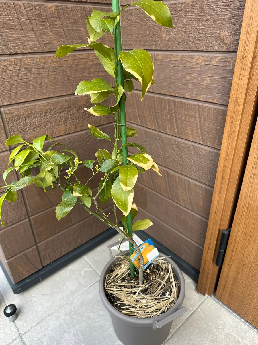 レモンの葉の変色について今後の対応を教えてください。去年｜園芸