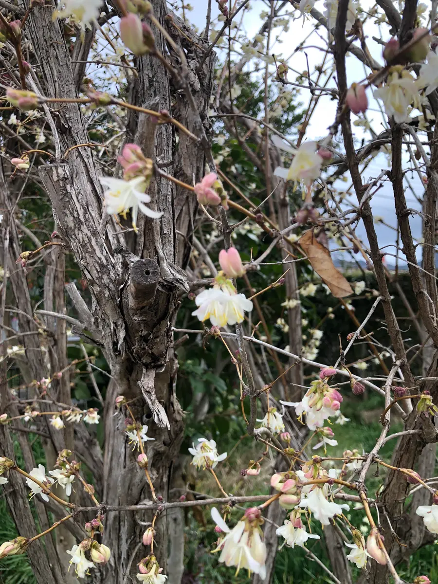 先日咲いているのを見つけました。香りもあります。この樹木｜園芸