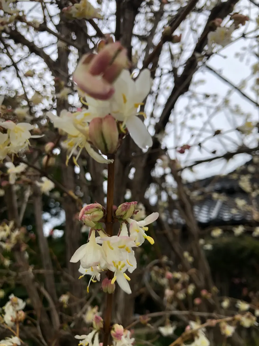 先日咲いているのを見つけました。香りもあります。この樹木｜園芸