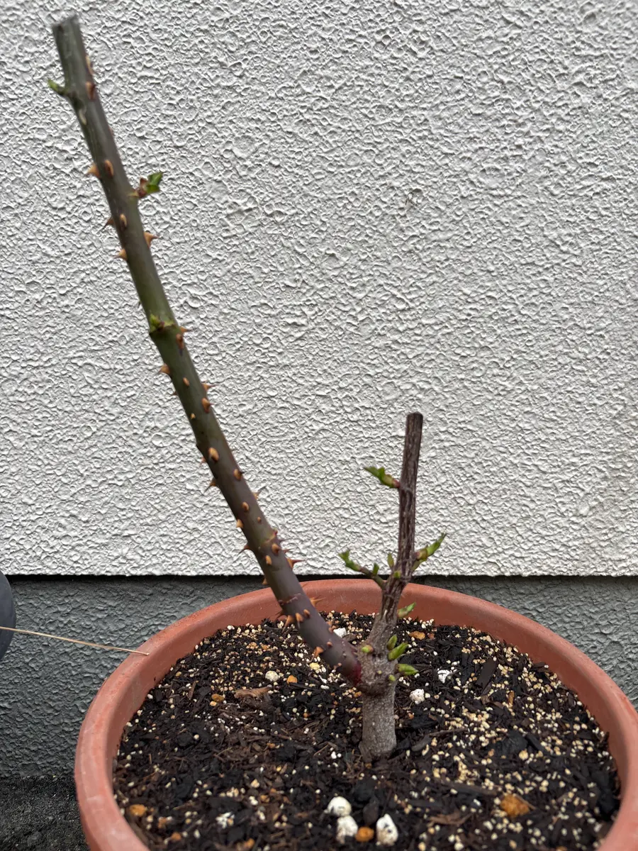 バラ　パレード　挿し木3年目 挿し木から育てて3年目のピース薔薇です。初めて冬剪定をして｜園芸