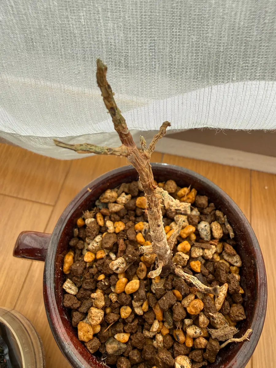 昨年からパンダガジュマルを育てています。順調に葉も枝も増え