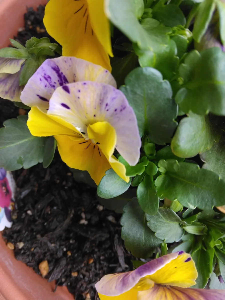 良く咲くスミレです。ホームセンターで、苗を買い鉢に植えまし