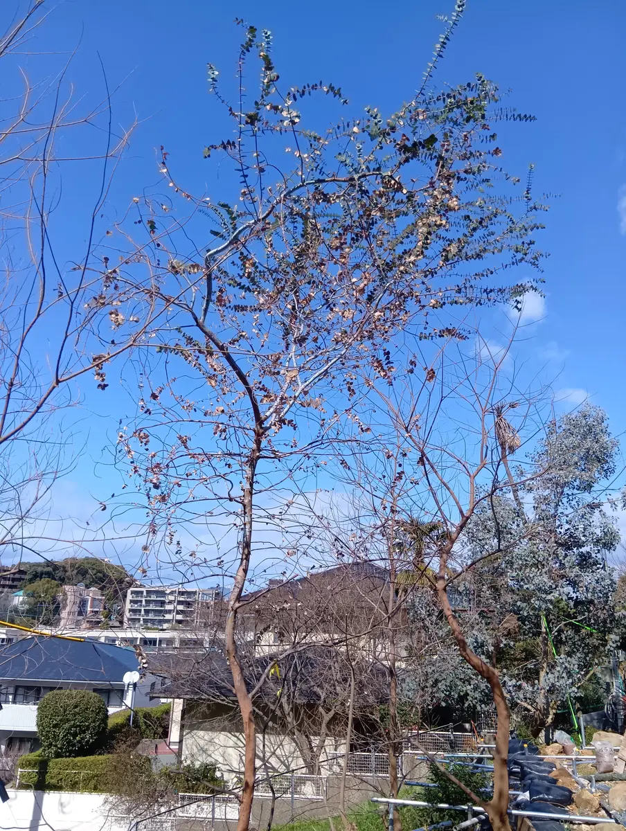ユーカリの木の切戻しについて教えて下さい。上の1/5位は正常｜園芸
