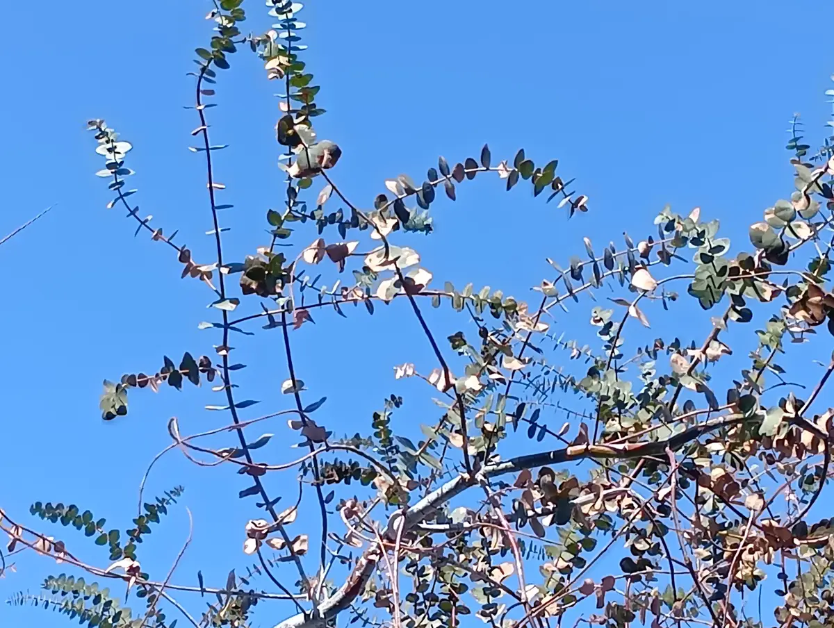 ユーカリの木の切戻しについて教えて下さい。上の1/5位は正常｜園芸