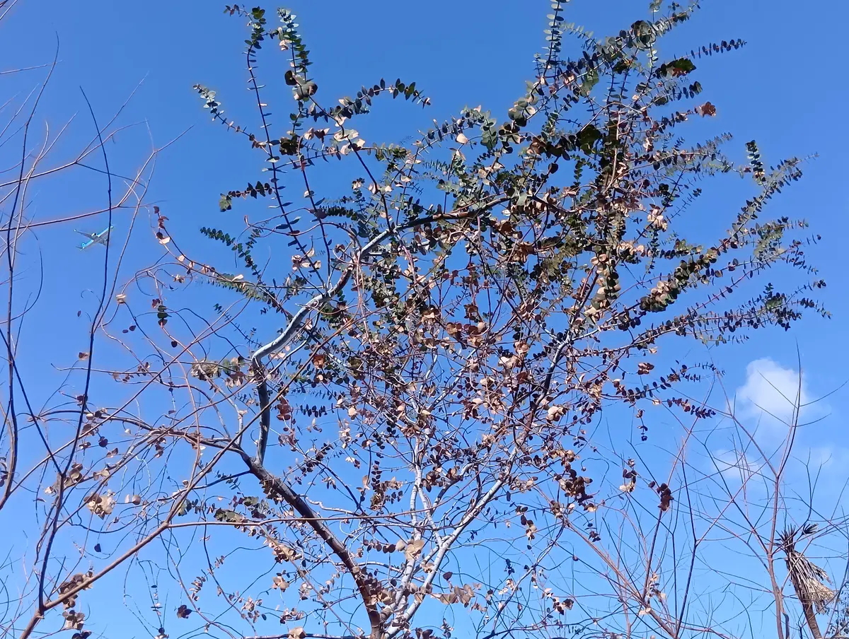 ユーカリの木の切戻しについて教えて下さい。上の1/5位は正常｜園芸