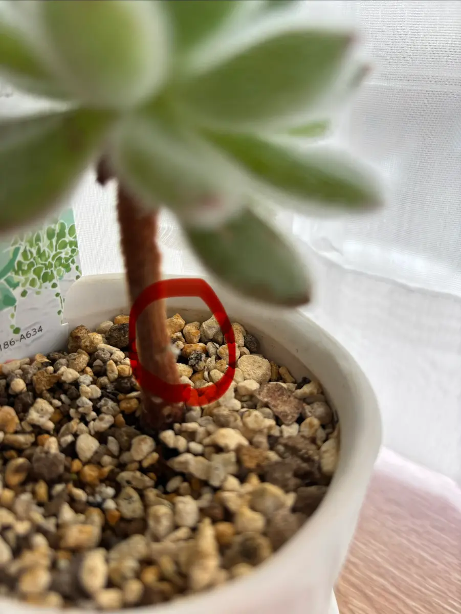 多肉植物の植え替えと水やりについて昨年7月にホームセンター｜園芸