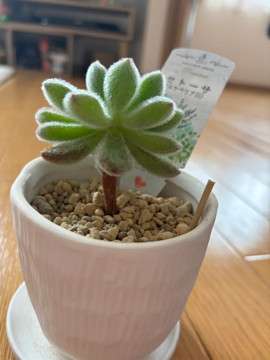 Top【選抜株】多肉植物　0625キャランコーエ　シルシフォリア　35個　鉢無し Top【選抜株】多肉植物 0625キャランコーエ シルシフォリア 35個 鉢