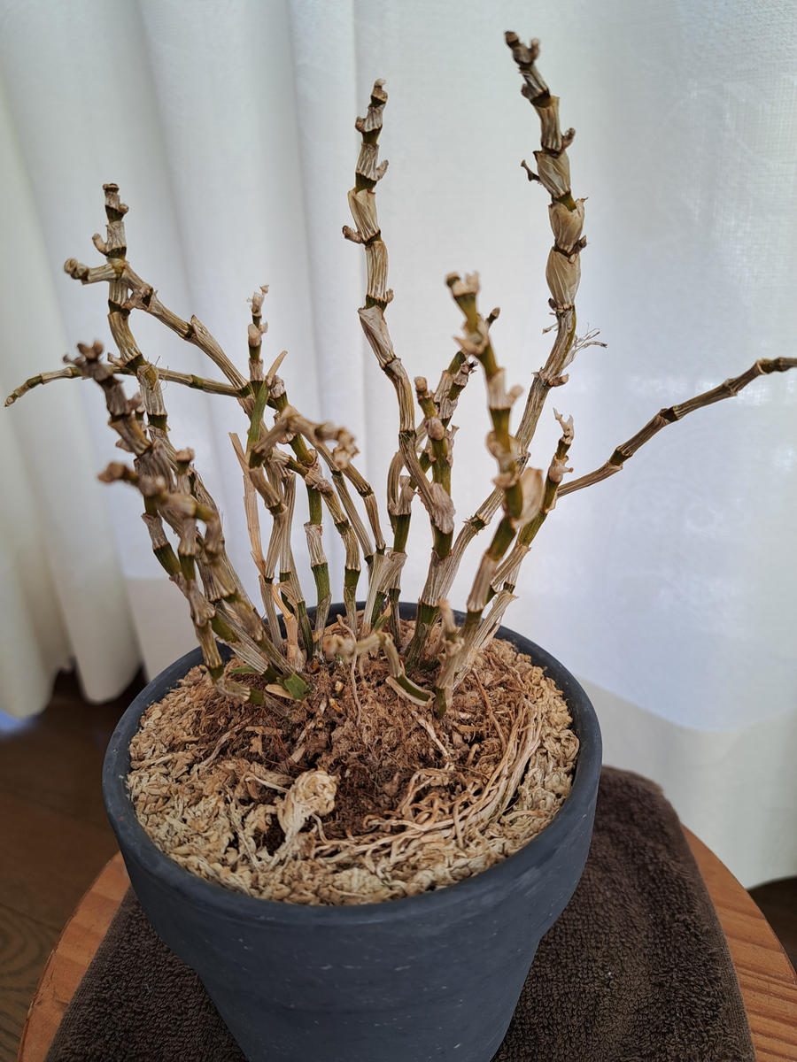 3年前にグリーン愛を購入しました。2年可愛い花が咲いていまし 