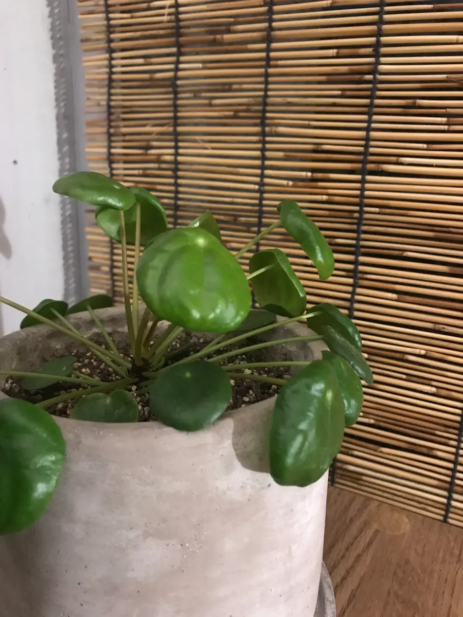 ピレア・ペペロミオイデスを5月頃に買って育てています。購入