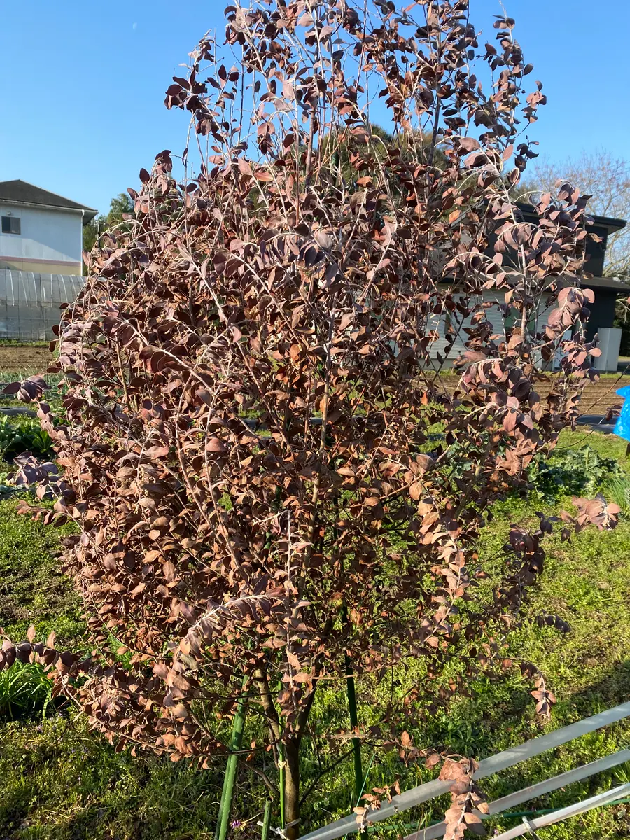 ミモザが霜の影響か、葉が茶色くなって枯れてしまいました。木