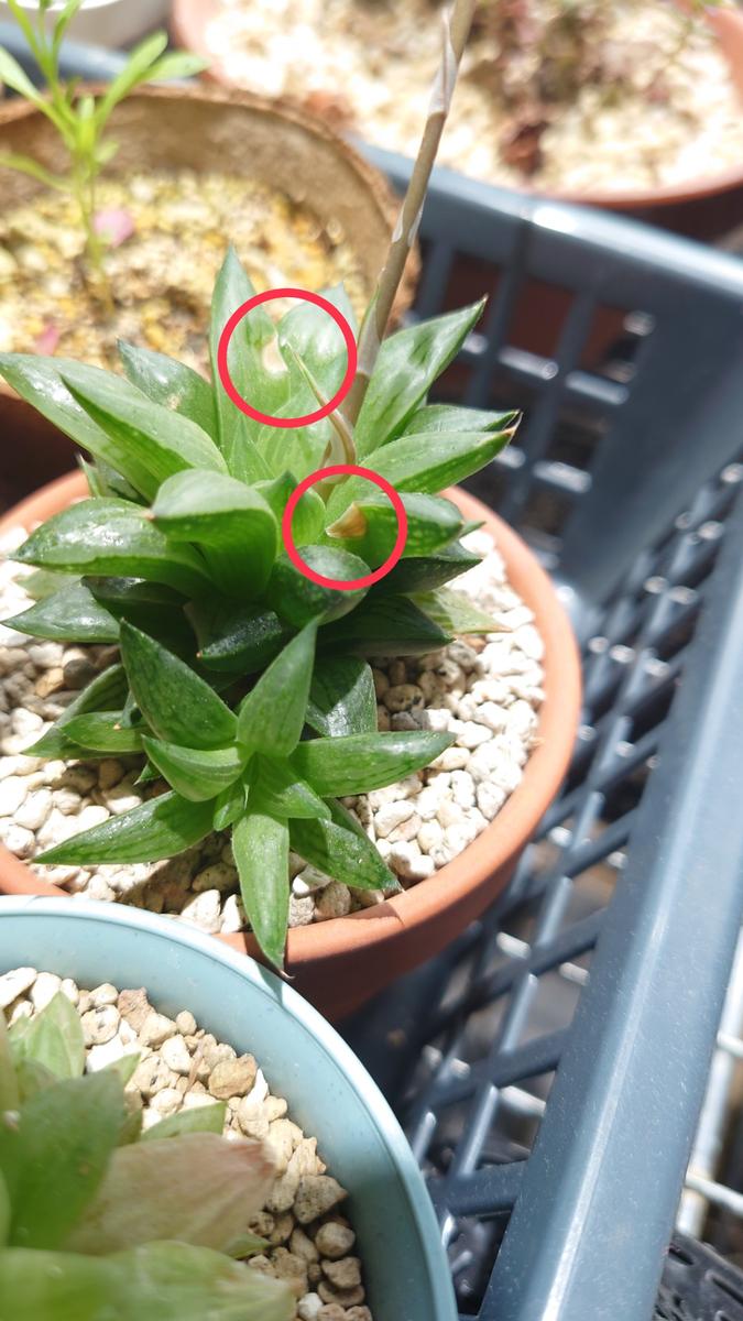ハオルチアです！屋内窓際で育ててますが、気付いたらなんか茶