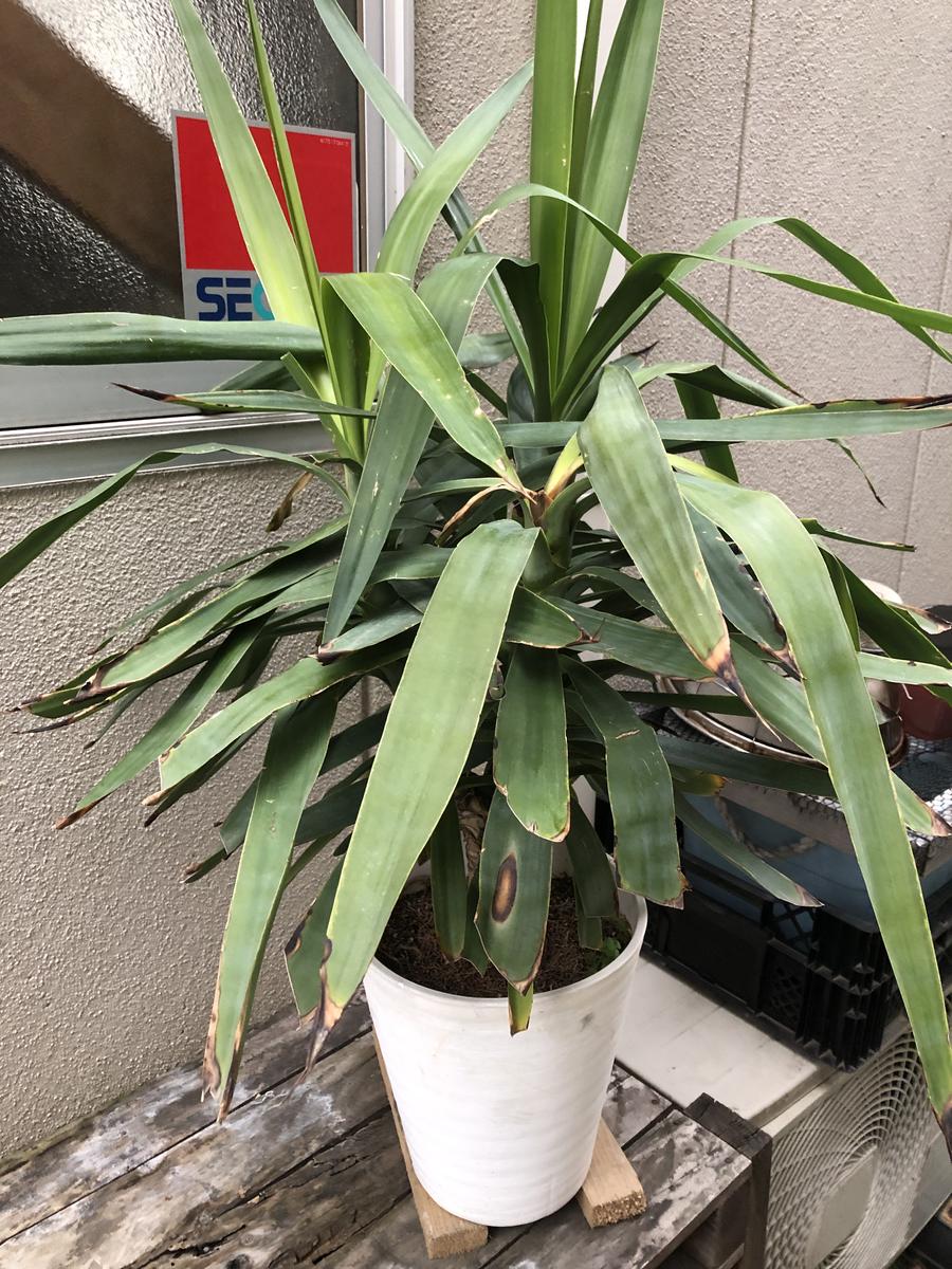 観葉植物のユッカの病気のことで教えてください。室内で育てて 