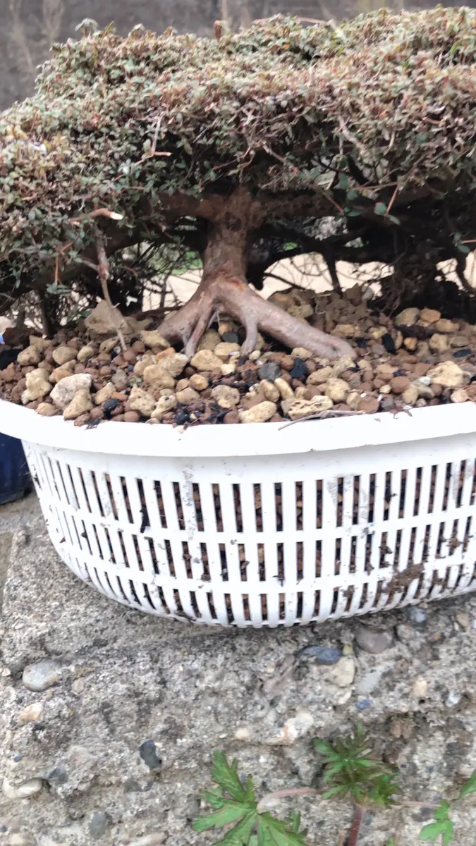 盆栽をしています、よろしくお願いします。持ち山より採取した