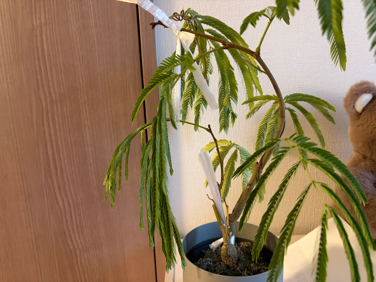エバーフレッシュを太くしたい！去年の夏に購入しました。超初 
