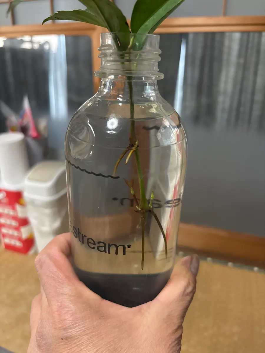 ヴィンテージ　水差し　木枝持ち手 お世話になります。千両の挿し木の水差しから上下の節から根と