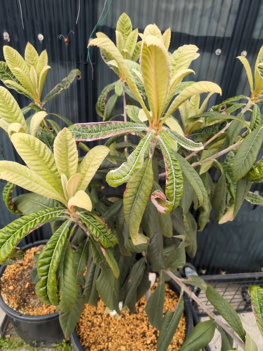 枇杷の鉢植えなんですけど葉が乾燥気味みたいで悩んでいます何
