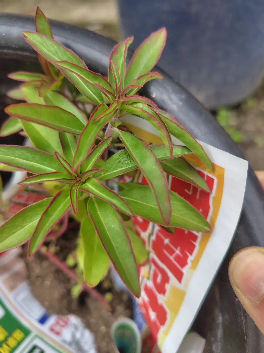 ご近所さんから頂きましたこの植物の名前を教えてください背｜園芸