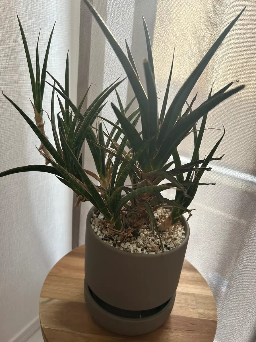 サンスベリア　特大サイズ　美形　観葉植物　ACTUS アクタス 去年の5月にACTUSで購入した少し変わったサンスベリアです。店