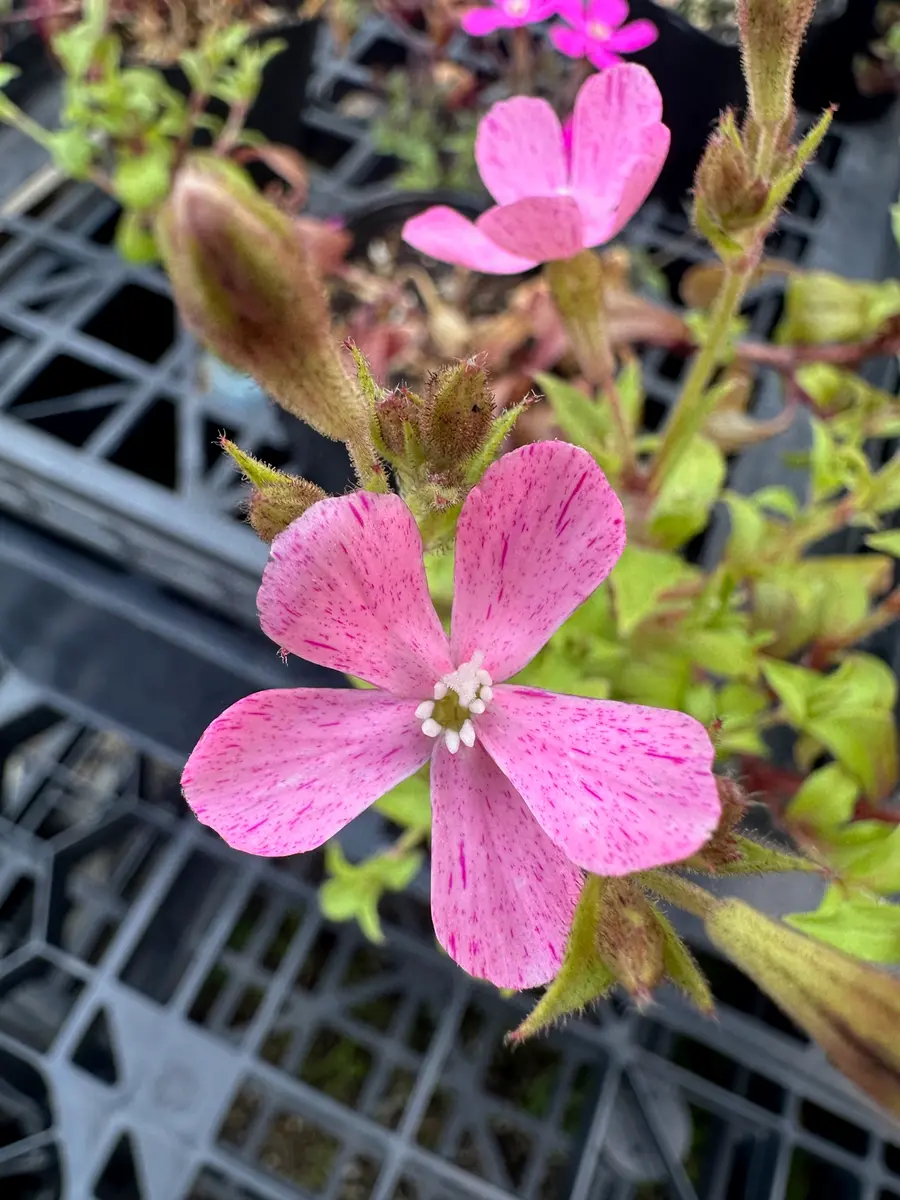 いつもお世話になっております。添付の花の正式な名前を教えて
