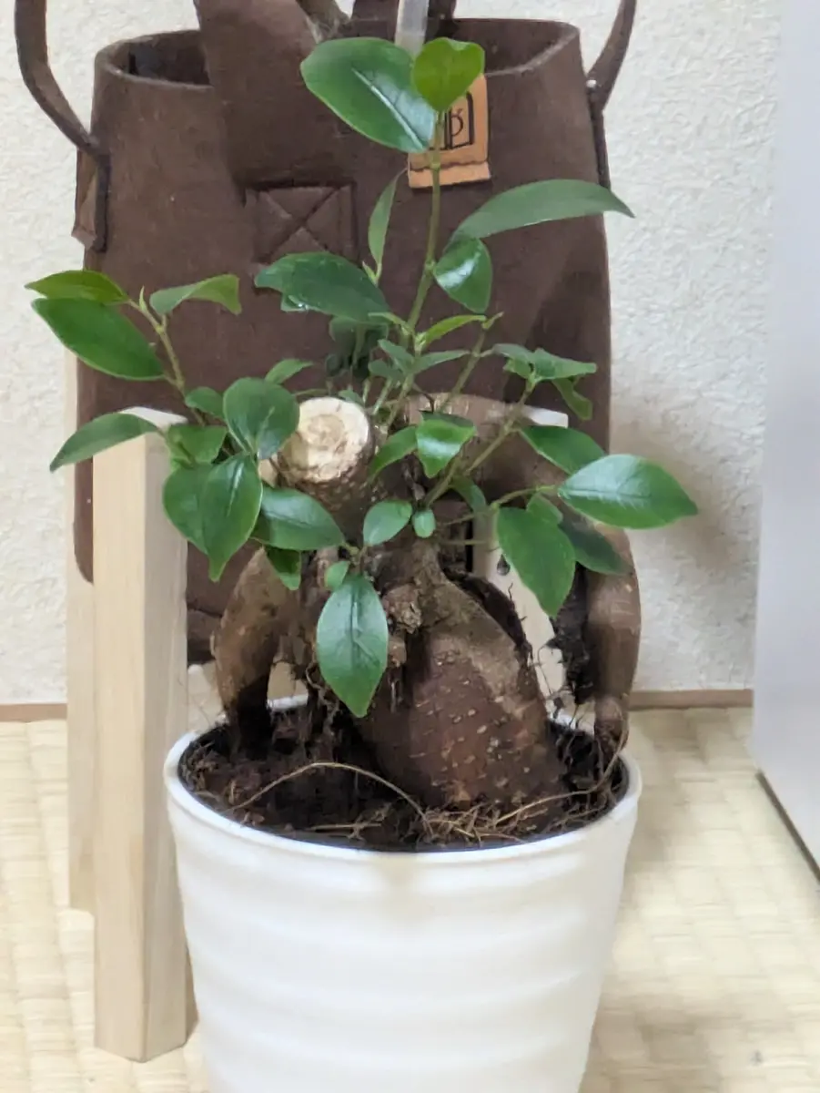 昨日新しいガジュマルをお迎えしました。環境は南向きの窓があ