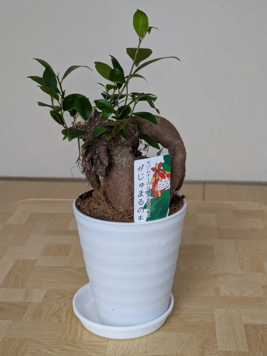 昨日新しいガジュマルをお迎えしました。環境は南向きの窓があ