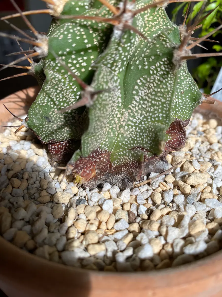 サボテンを室内で育てているのですが、根本の方が茶色くなって