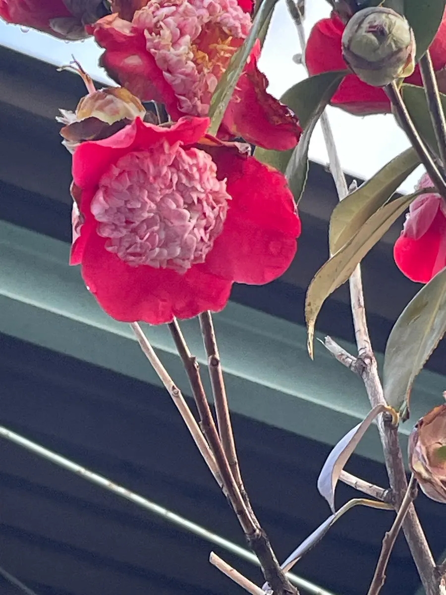 散歩の途中に椿がありました。花や雄しべが大きく、見た事ない