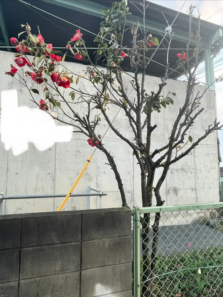 椿の花園散歩 散歩の途中に椿がありました。花や雄しべが大きく、見た事ない