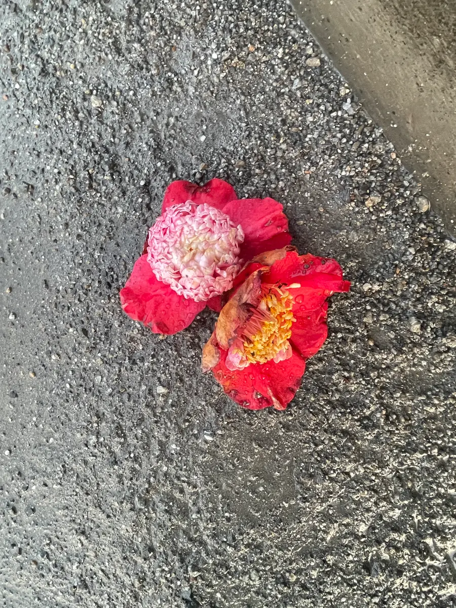 散歩の途中に椿がありました。花や雄しべが大きく、見た事ない