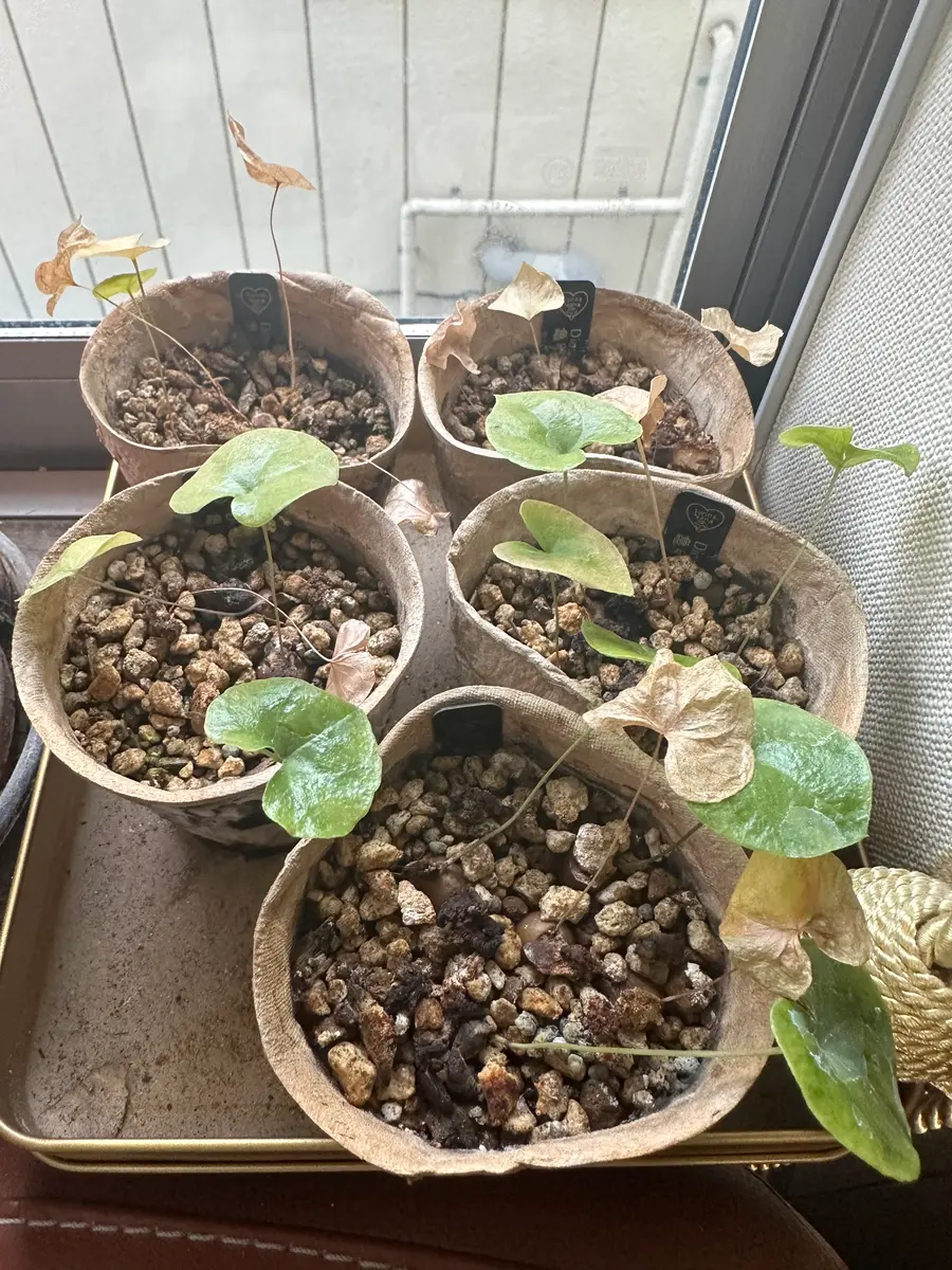 昨年10月から亀甲竜の実生をしており、現在5か月ちょっと経ちま