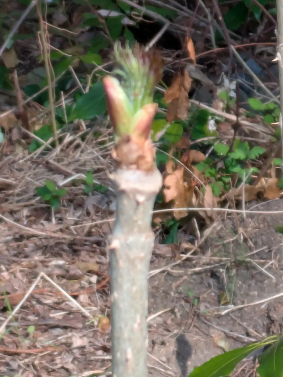 タラの芽　コメント用 庭に勝手に生えてきたんですが、タラの芽でしょうか？タラの芽