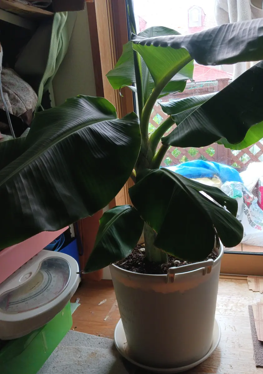ドワーフナムアバナナの地植えの時期について教えてください