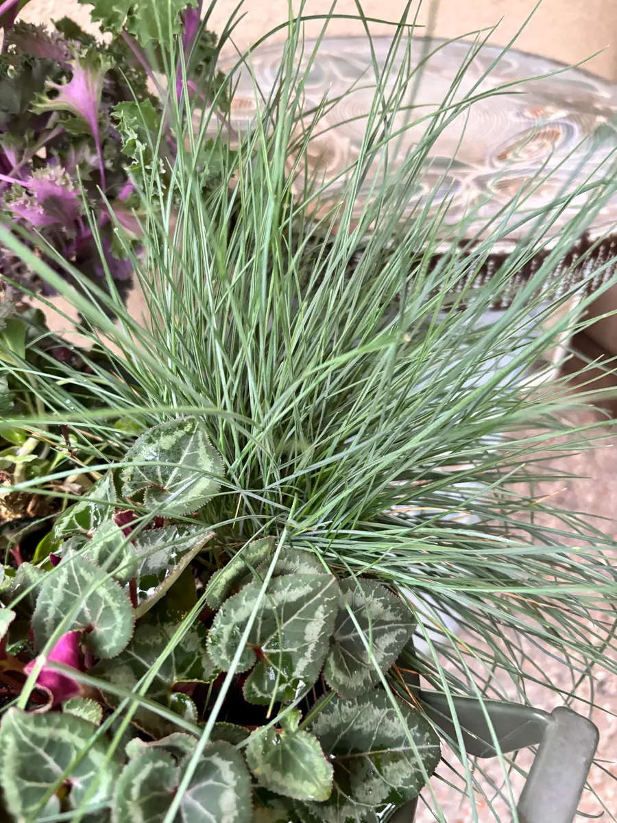 年末からの寄せ植えの隙間に生えてきています極細い葉っぱがま
